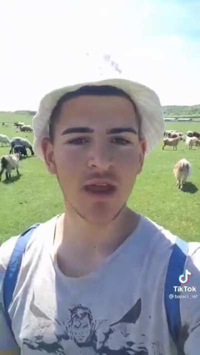 I feel sorry for the sheep