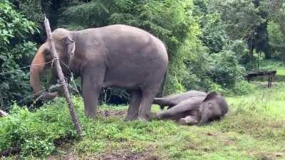 "Baby Elephant Luna Loves Playing Next To Her Mother!"