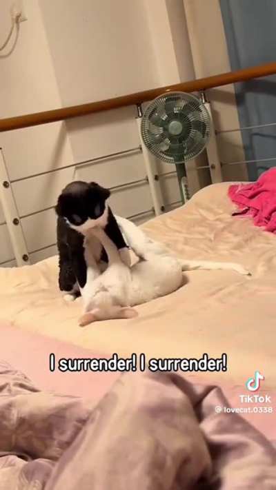 Cat Freakout