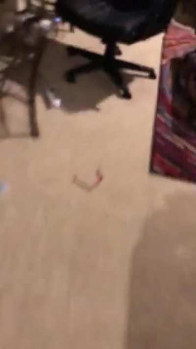 Doggie